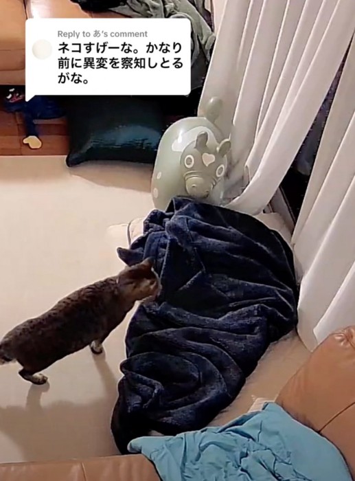 窓の外を見つめる猫