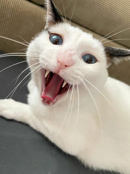 カメラ目線であくびする猫の顔