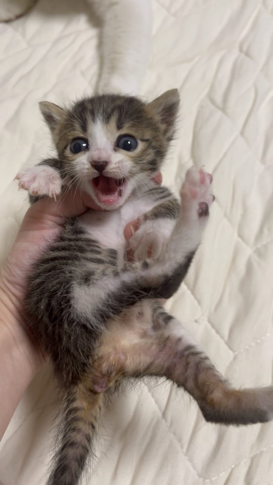 鳴いている子猫