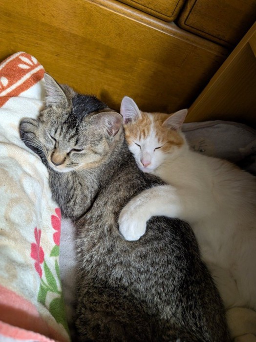 キジトラと茶白がくっついて寝ている1