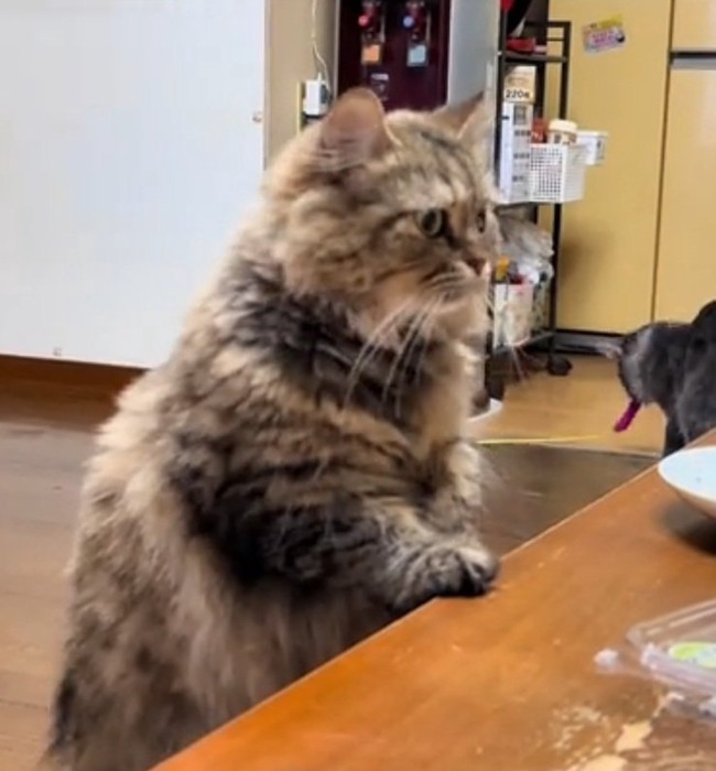 前を向くちゃちゃちゃん