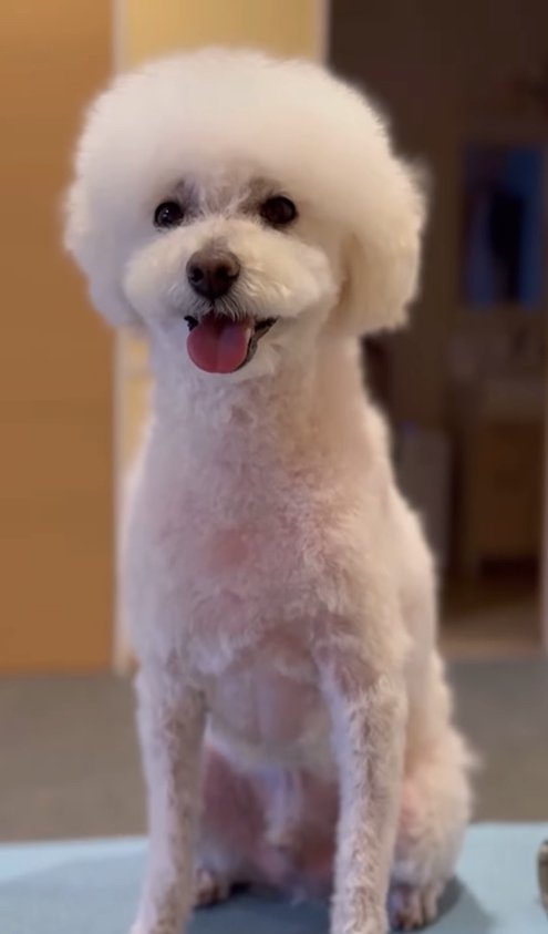 お座りしているマルプー