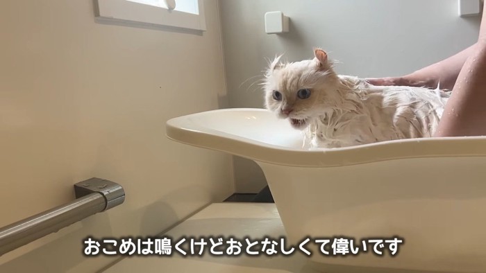 おとなしくて偉いです