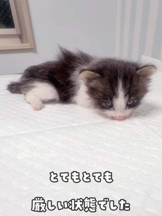 頭が下がっていく子猫