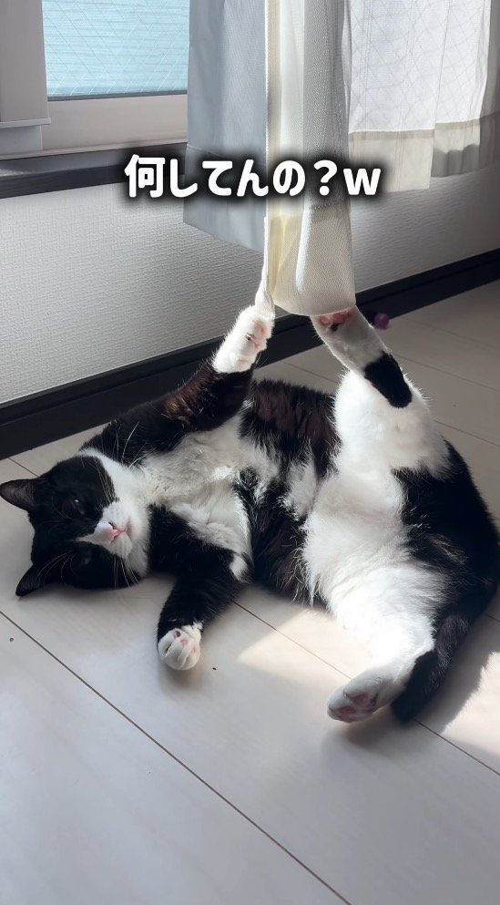 カーテンに引っかかっている猫を見て笑う女性