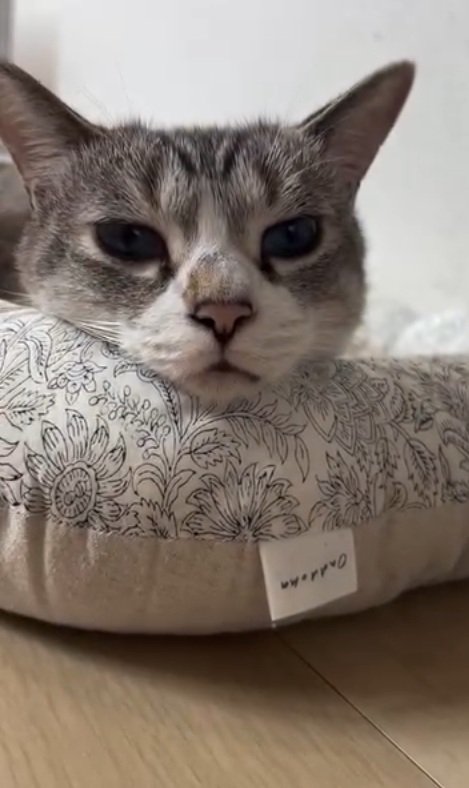 カメラ目線の猫