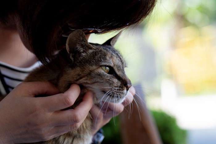 猫とスキンシップ