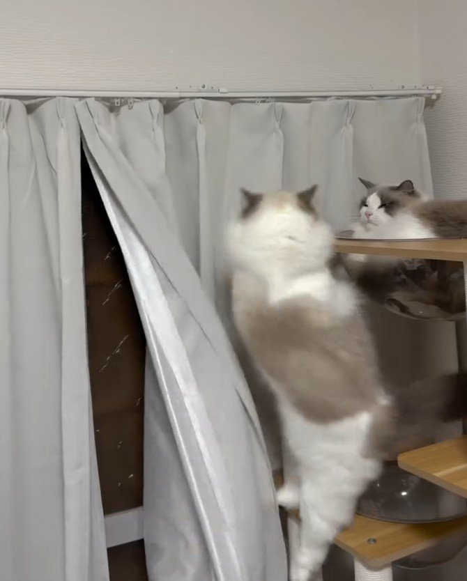 タワーから落ちそうな猫とタワーにいる猫2
