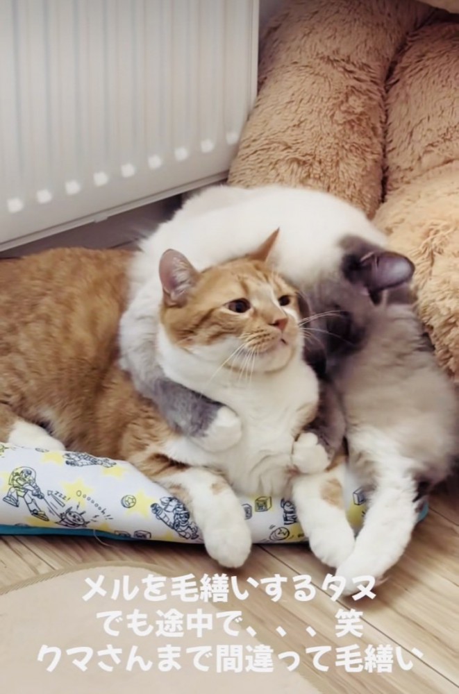 マンチカンを毛繕いするラグドール