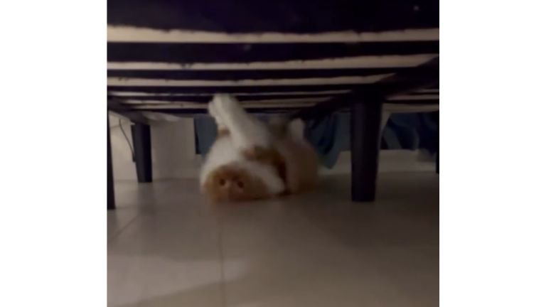 ベッド下にいる猫