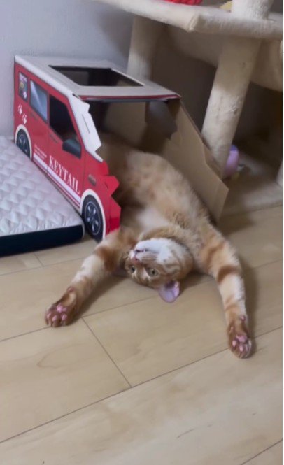 仰向けで寝ている猫
