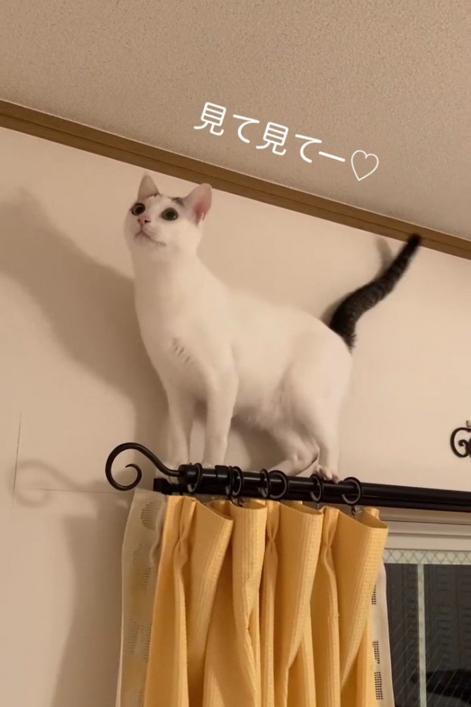 カーテンレールの上に乗る猫