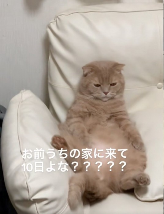 尻尾を振る猫2