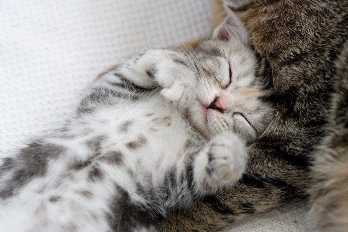 寝ている猫