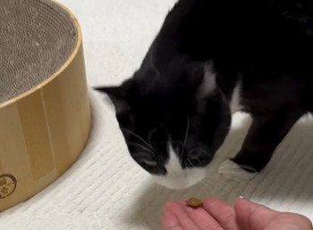 おやつを嗅ぐ猫