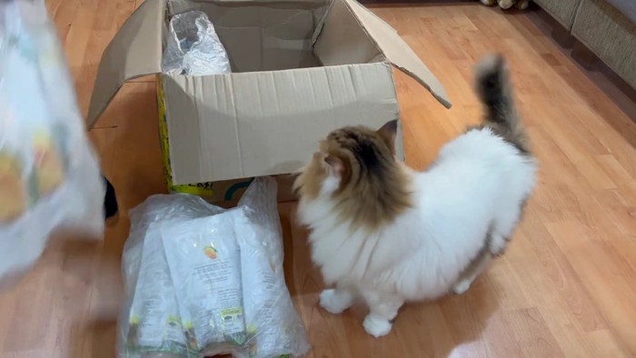 箱に興味を示すコロタ