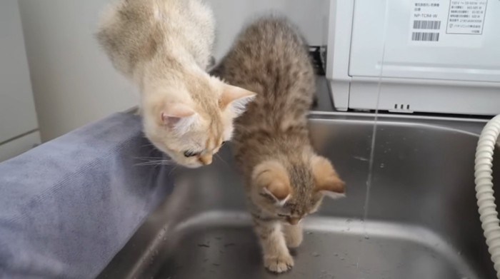 勇気をもらった子猫