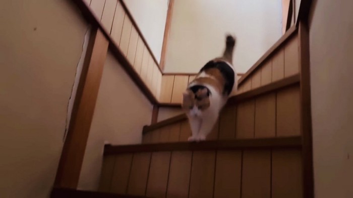階段を駆け下りる三毛猫