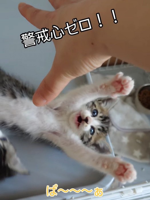 前足を広げる子猫