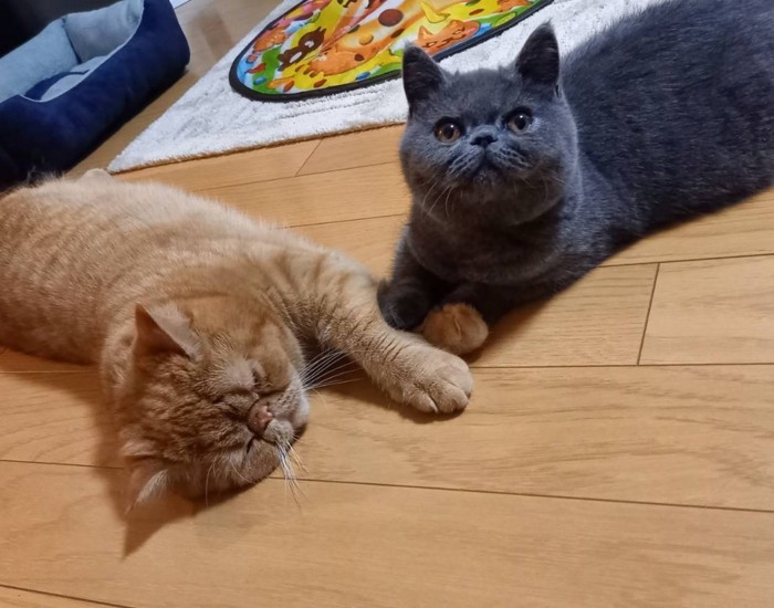 手をつなぐ2匹の猫