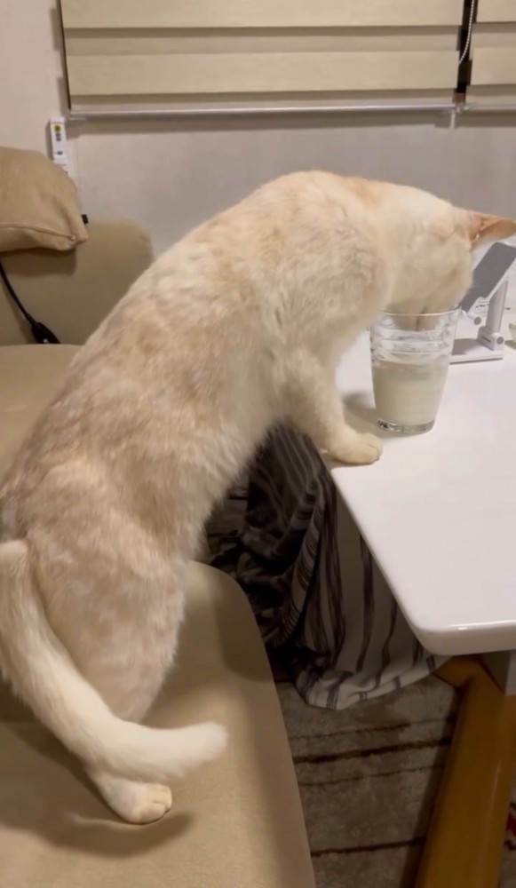 コップのミルクを飲む猫