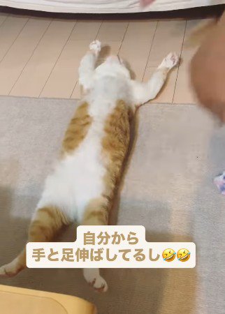 手足を伸ばしたまま静止する猫
