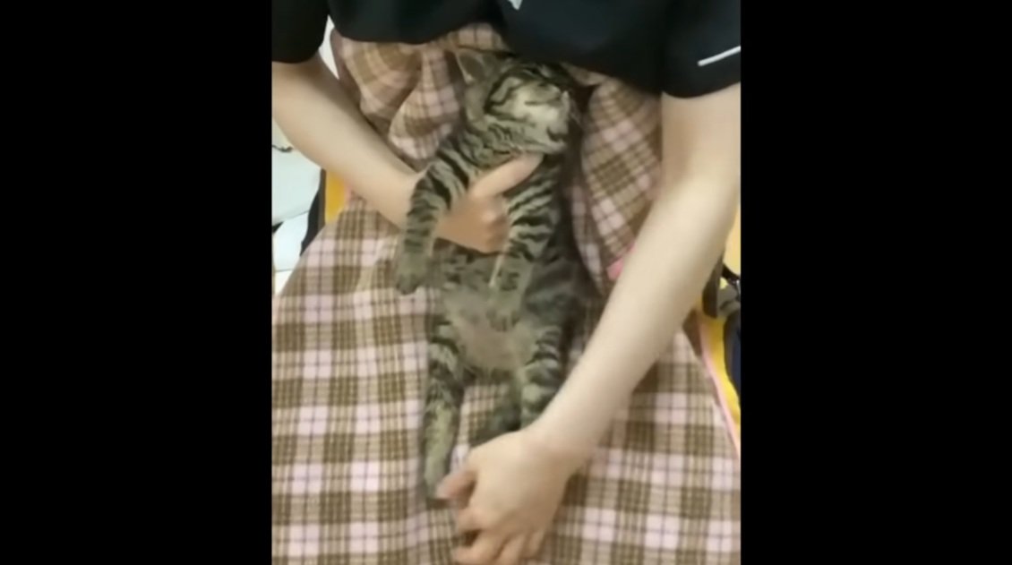 膝にのせてリハビリされているキジトラの子猫