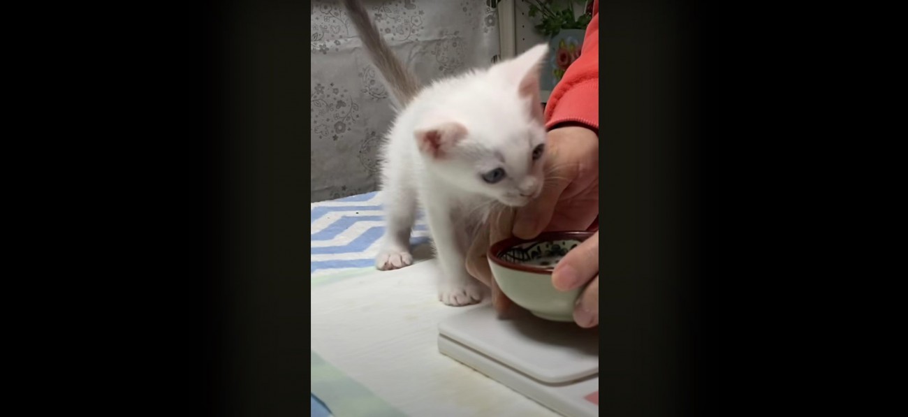 ミルクを飲もうとする子猫