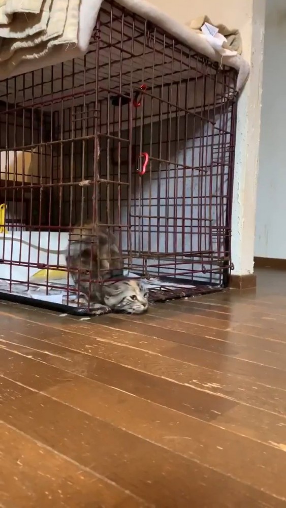 ケージのしたから頭を出す猫