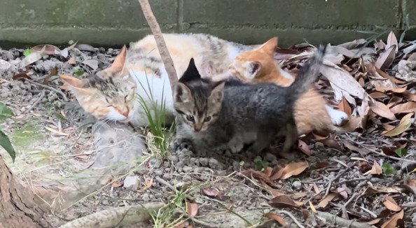 庭で過ごす母子猫