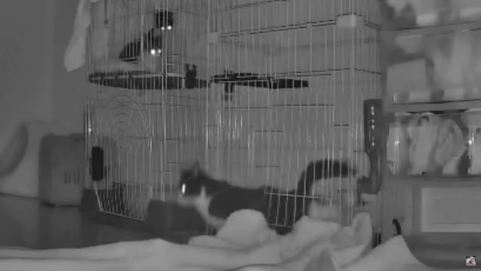 かんたろうの脱走劇1