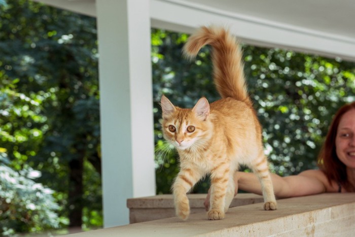 庭を冒険する子猫