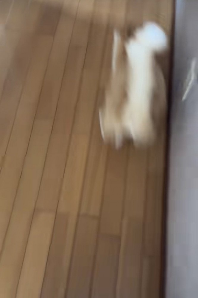 飼い主さんの前を走る茶白猫