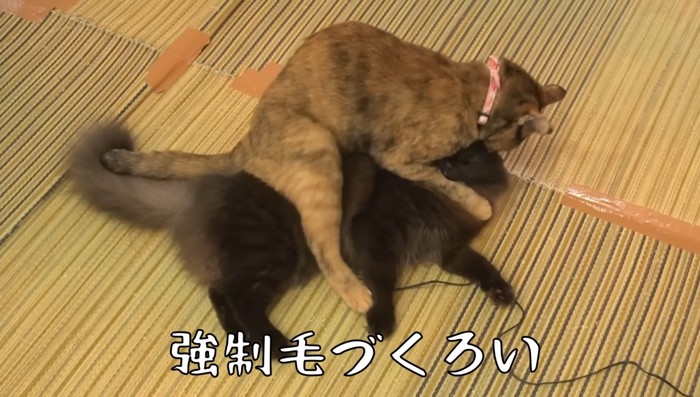 強制毛づくろい