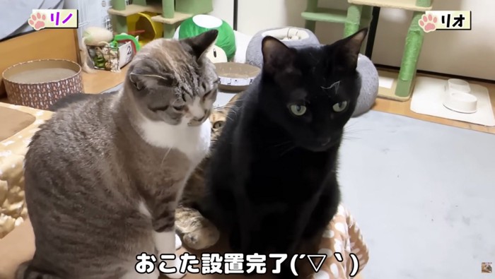 こたつ設置完了