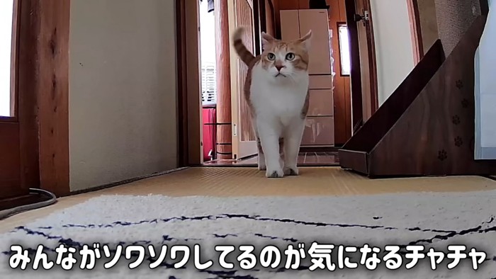 廊下を歩く猫