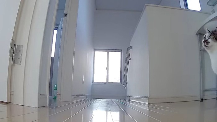 見守りカメラの映像