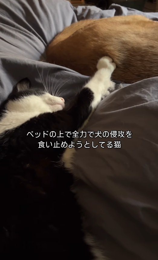 全力で止めるもえちゃん