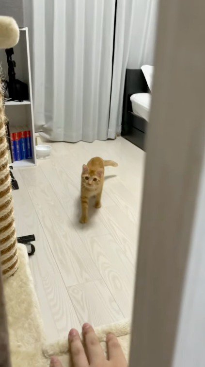 物陰に隠れる飼い主を見つめる猫