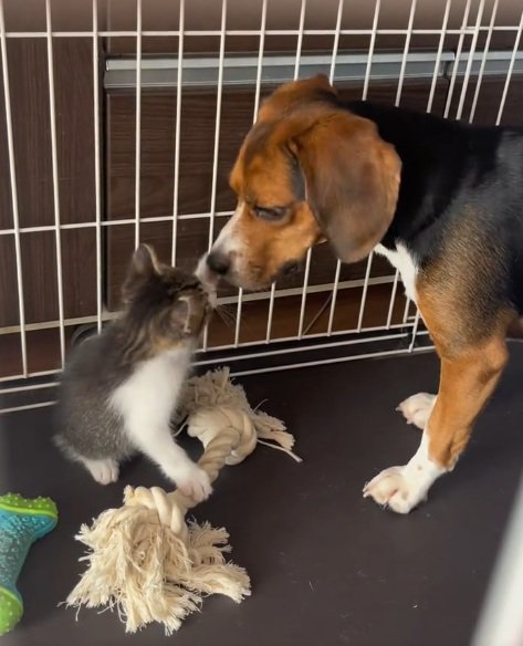 犬に猫パンチする子猫