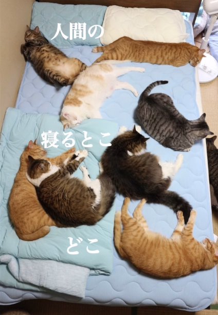 ベッドでくつろぐ8匹の猫