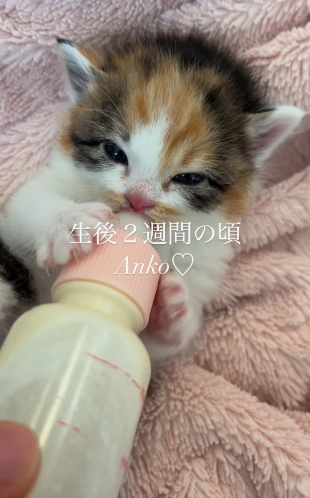 ミルクを飲む子猫