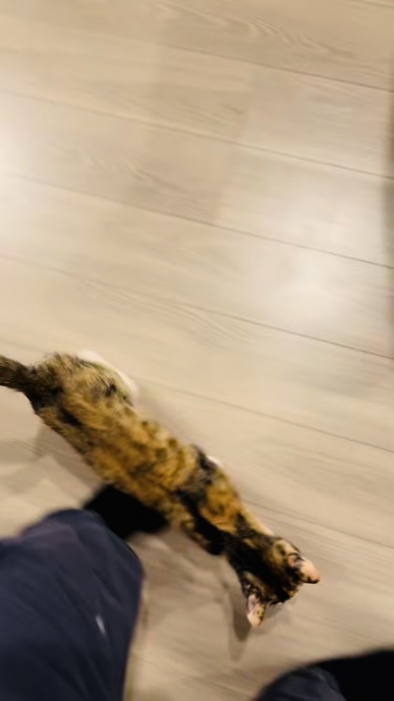 鳴きながら飼い主さんのところに行く三毛猫