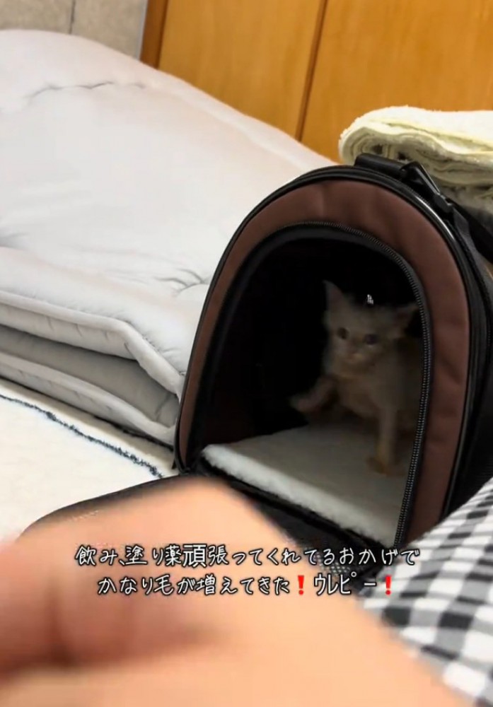 ケースの中に戻る猫