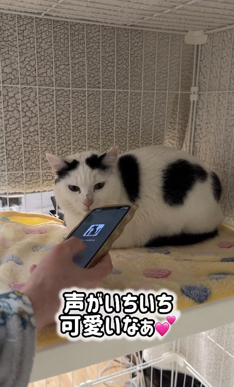 スマホを見つめる国子ちゃん