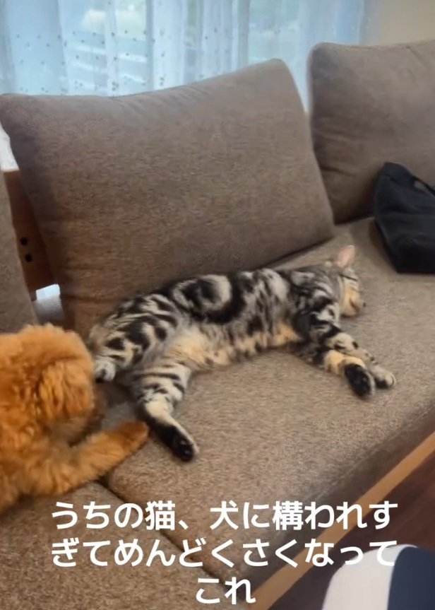 構う気がない猫