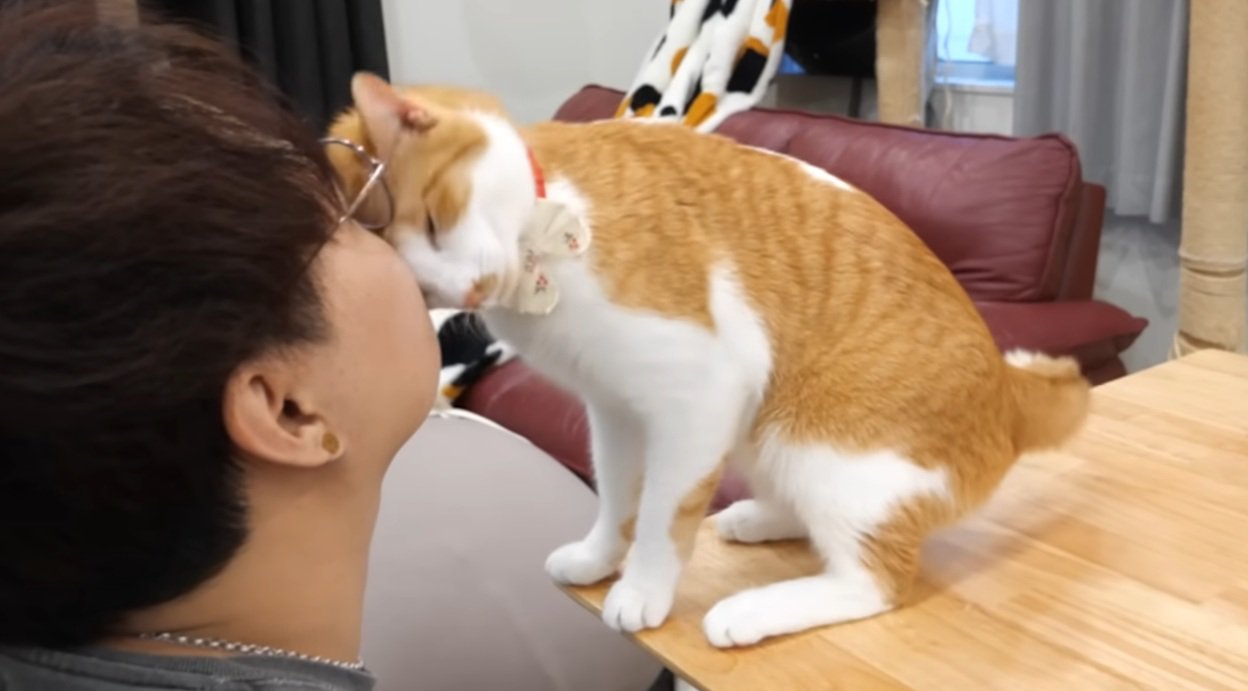 飼い主の顔に頭をすりつける猫