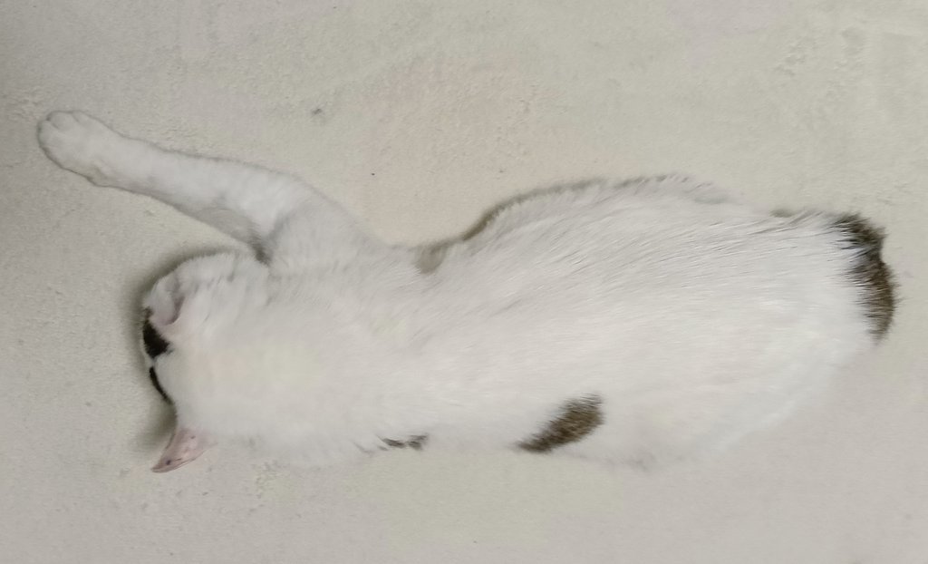 うつ伏せの猫