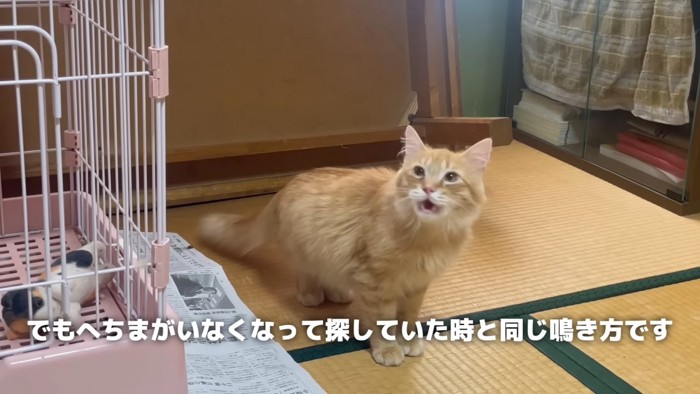 鳴いている猫