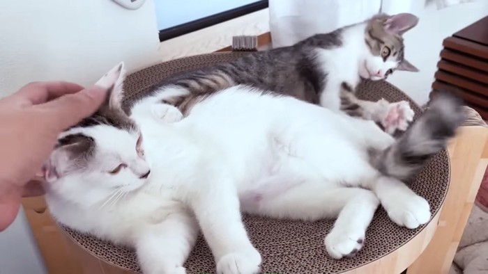 頭をなでられる猫